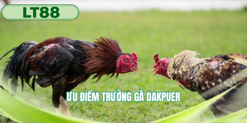 Ưu điểm nổi bật của địa điểm chọi gà chuyên nghiệp