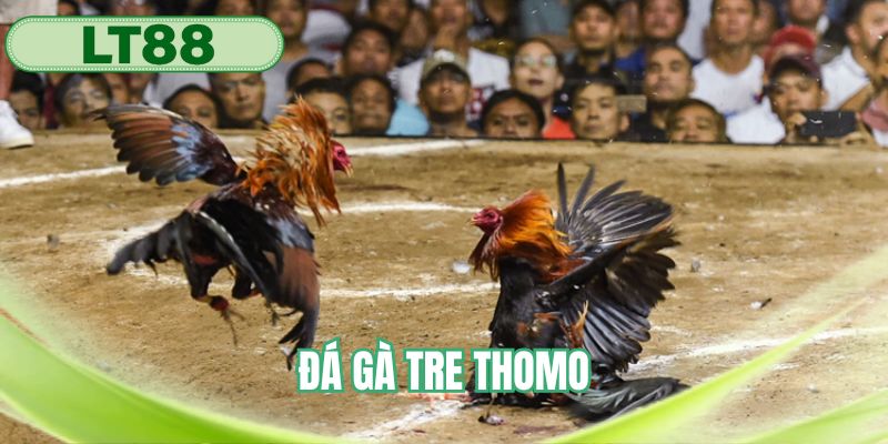 Đá gà tre thomo